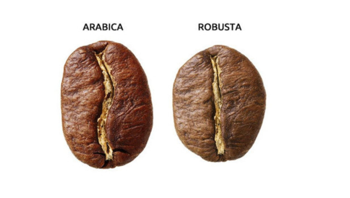 E' meglio l'arabica o la robusta?